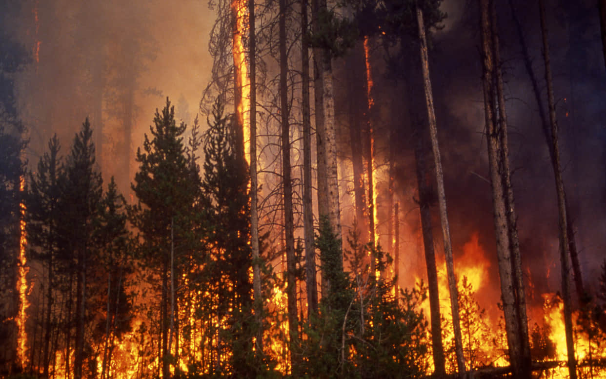 wildfire in harshil forest