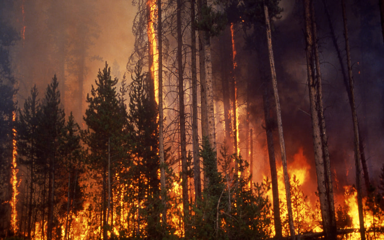 fire in sabjiyan sector forest
