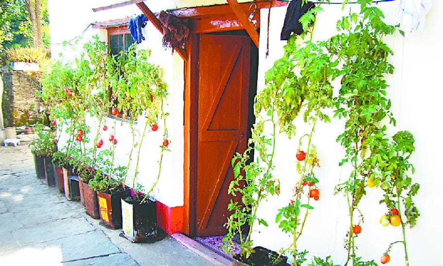 Women's T Home Garden