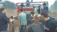 illigal cattels, buffallo, cows, truck, kaithal