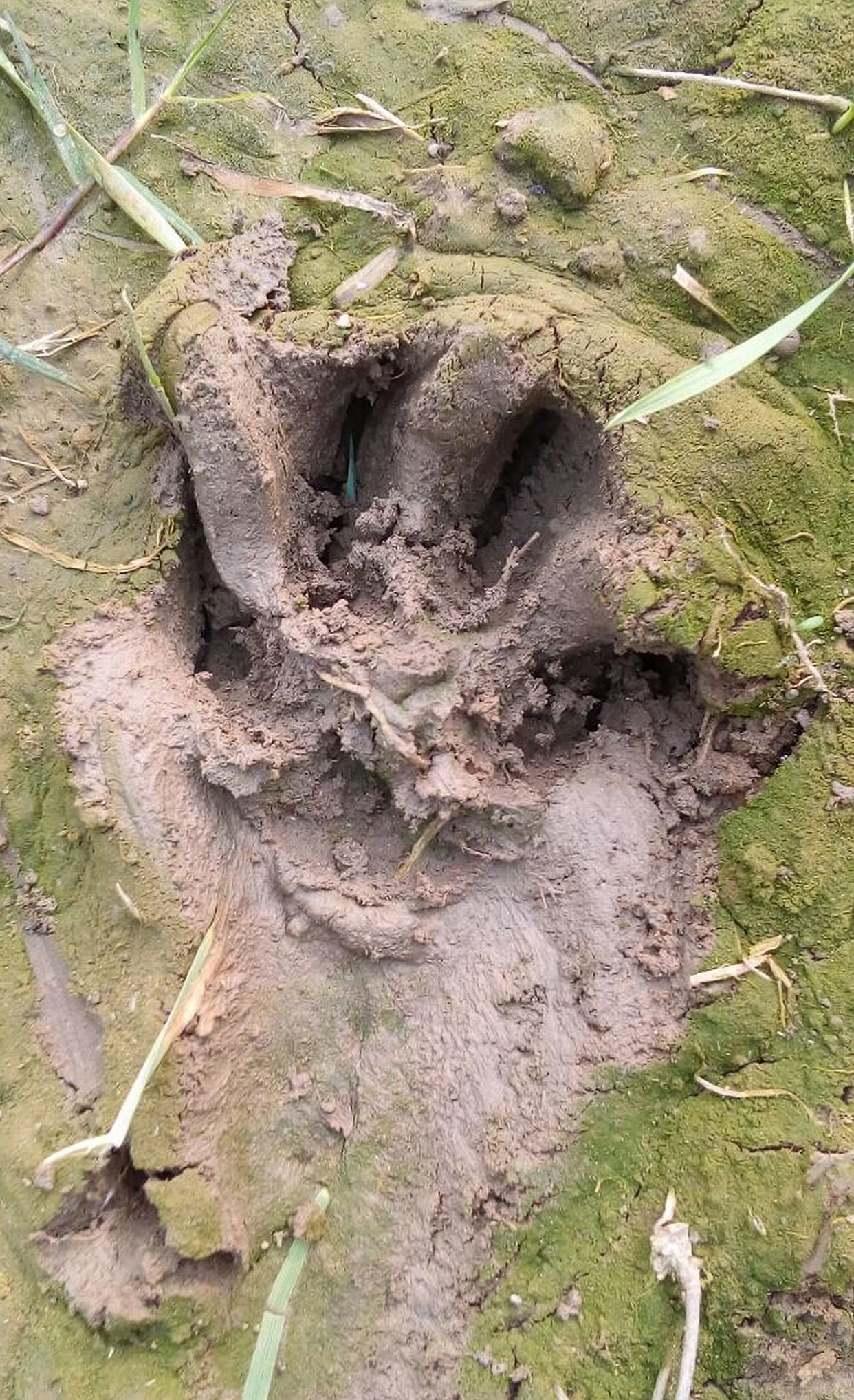 Leopard appeared Vjilpur.