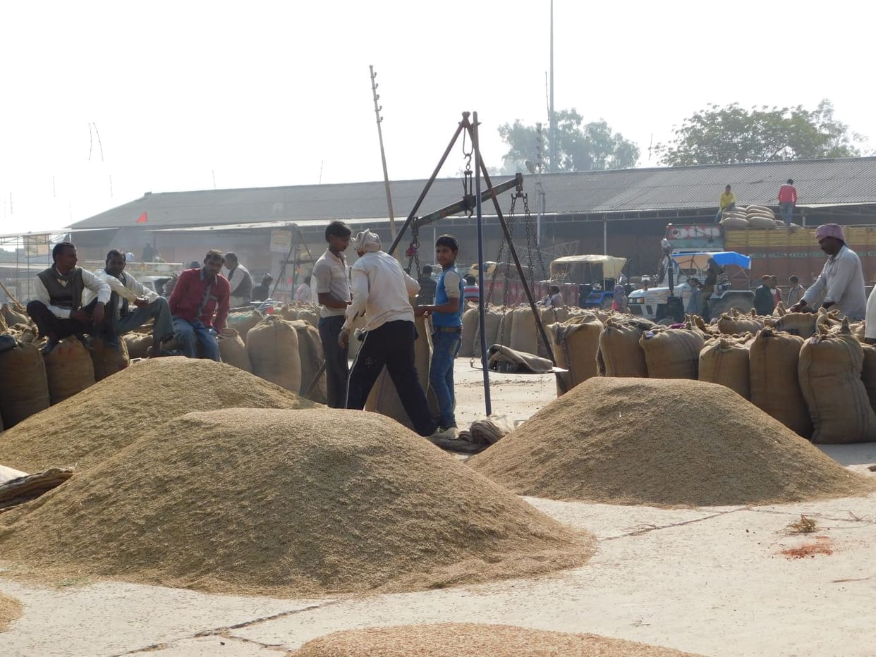 5,35,614 metric tonnes of paddy procured in 13 mandis