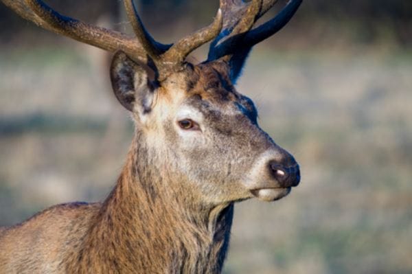 a reindeer died due to out cry of humans