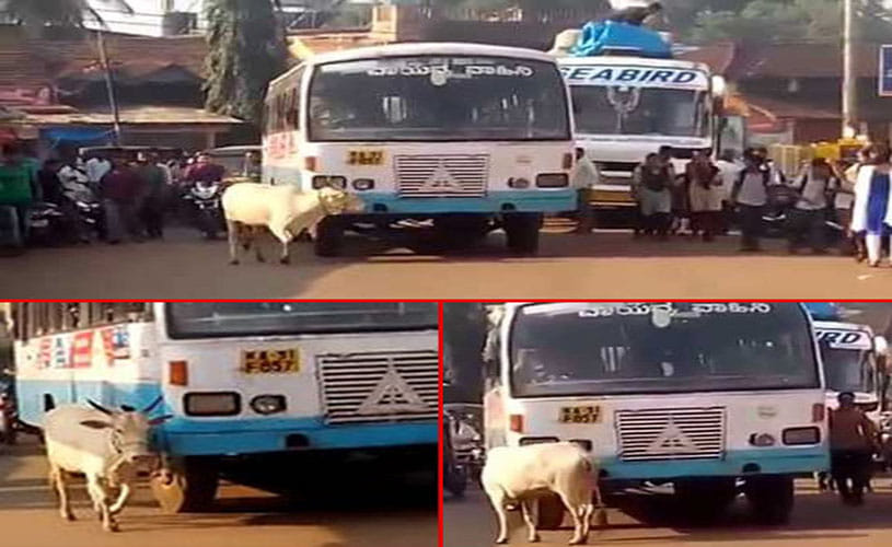 cow escorts the bus driver that killed her calf
