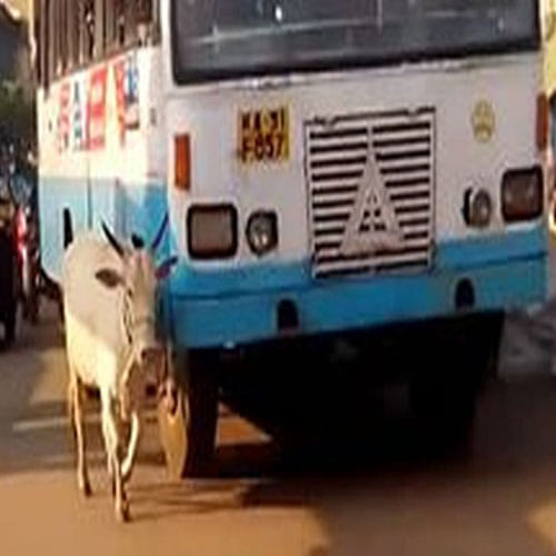 cow escorts the bus driver that killed her calf