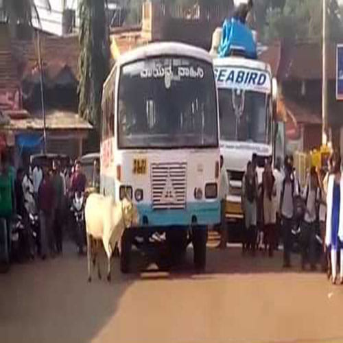 cow escorts the bus driver that killed her calf