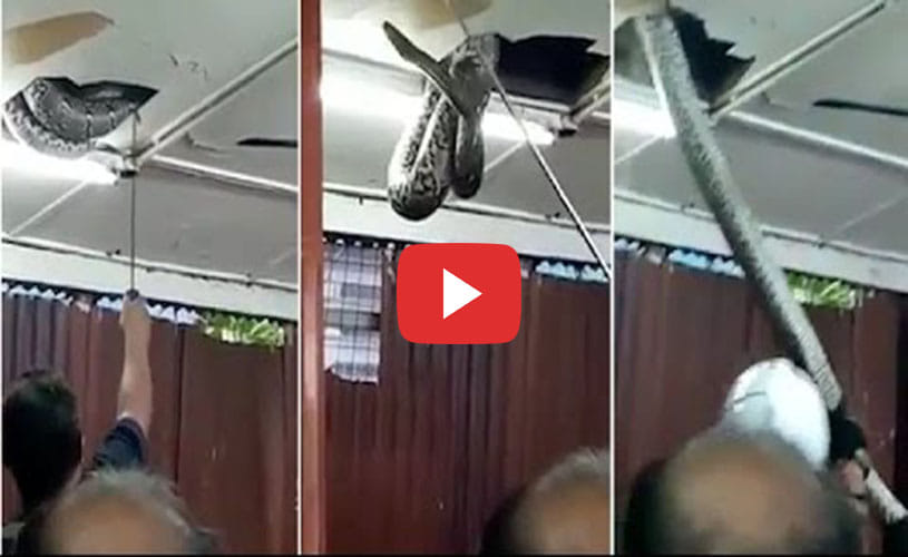 Giant snake drops from ceiling tiles in packed restaurant 