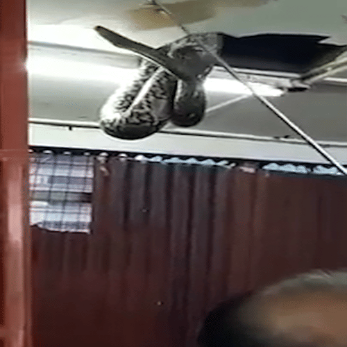 Giant snake drops from ceiling tiles in packed restaurant 