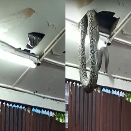 Giant snake drops from ceiling tiles in packed restaurant 