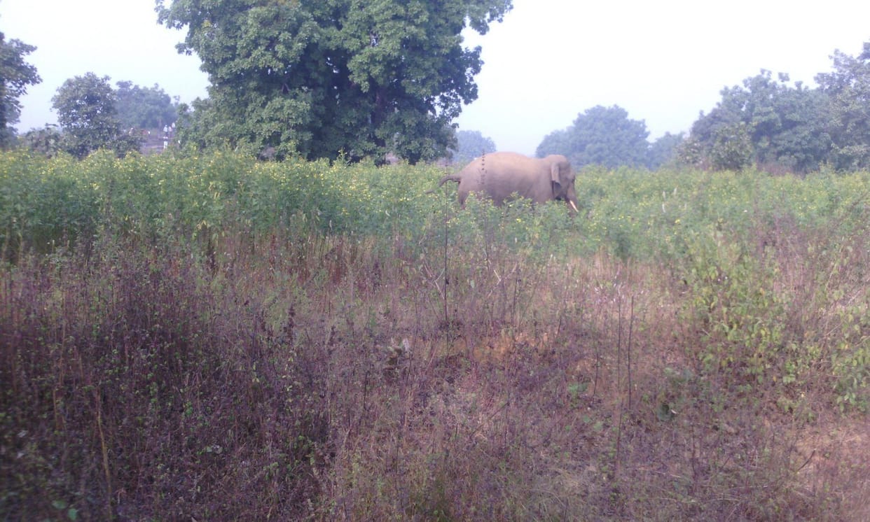 Elephants nuisance, crops trampled, broken tile