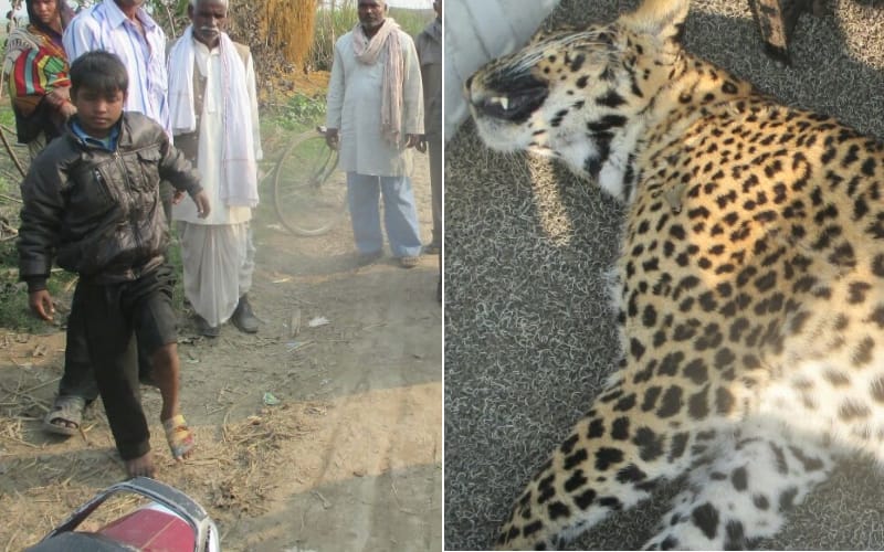 leopard cub died in katarniya sunctuary