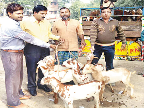 Budget goats, lambs purchased