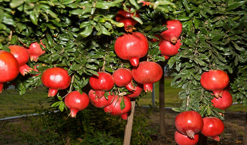 man quits job to produce pomegranate now earns in lakhs