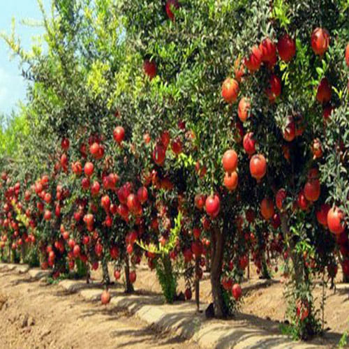 man quits job to produce pomegranate now earns in lakhs