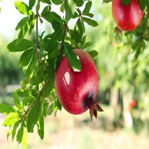 man quits job to produce pomegranate now earns in lakhs