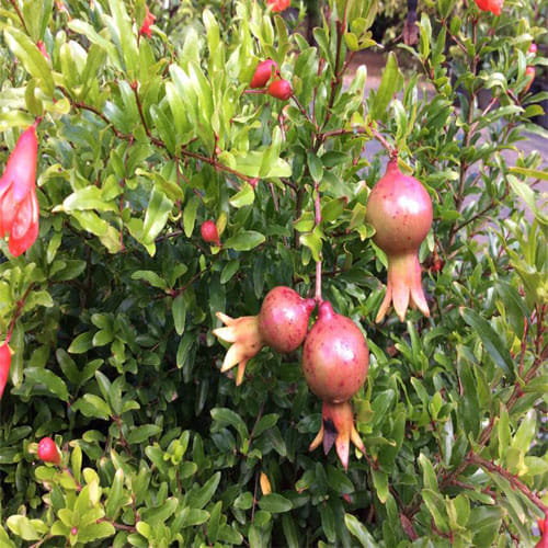 man quits job to produce pomegranate now earns in lakhs