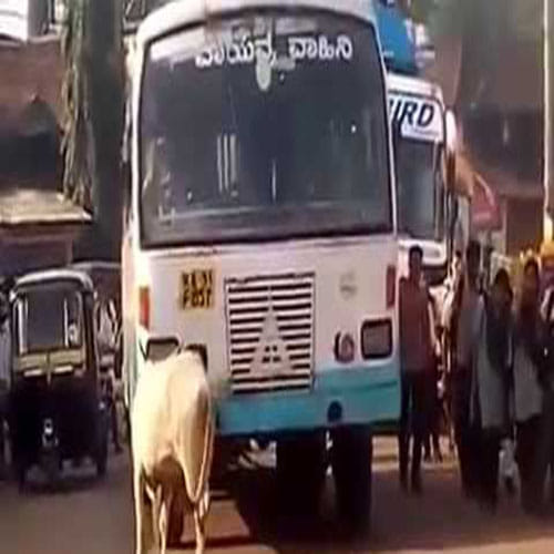 cow escorts the bus driver that killed her calf