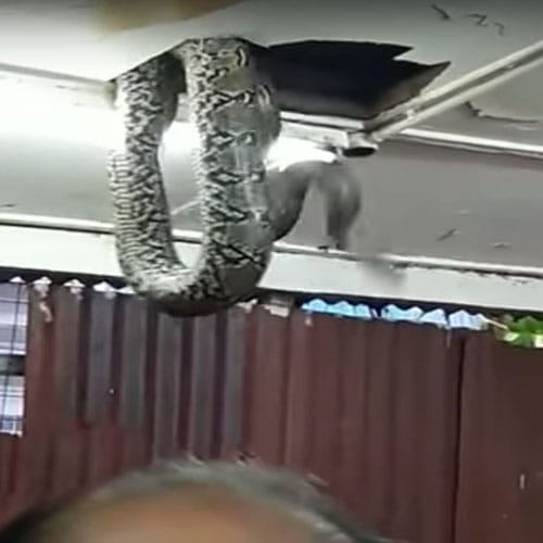 Giant snake drops from ceiling tiles in packed restaurant 