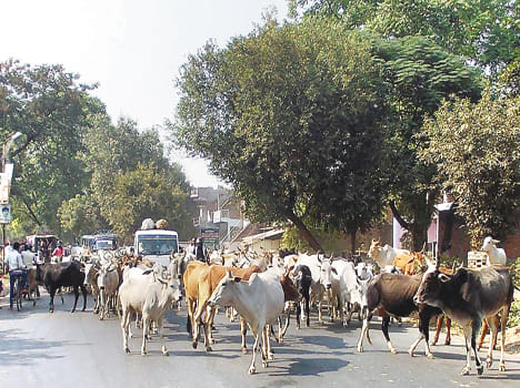 farmers are facing problems Anna cattle