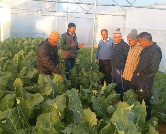 Cabbage grown in poly