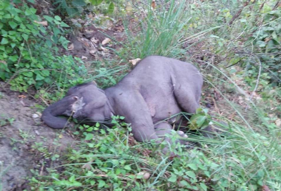Tiger Hill from the injured baby elephant fell, died
