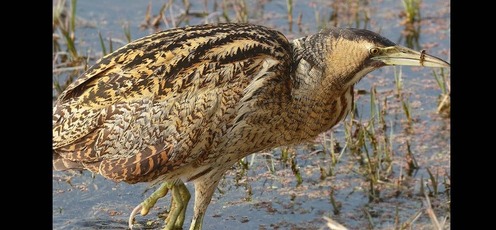 Wetland Dnauri chirping grew : 44 thousand miles to deliver fixed shy bird