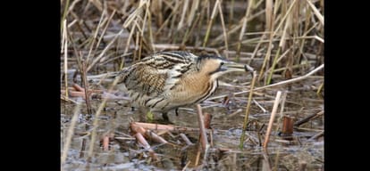 Wetland Dnauri chirping grew : 44 thousand miles to deliver fixed shy bird