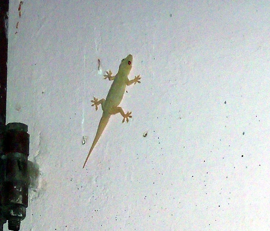 meaning of lizard falling on body parts
