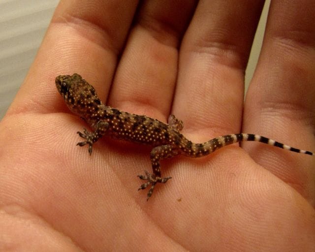 meaning of lizard falling on body parts