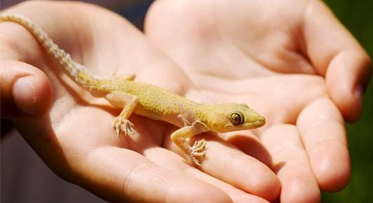 meaning of lizard falling on body parts
