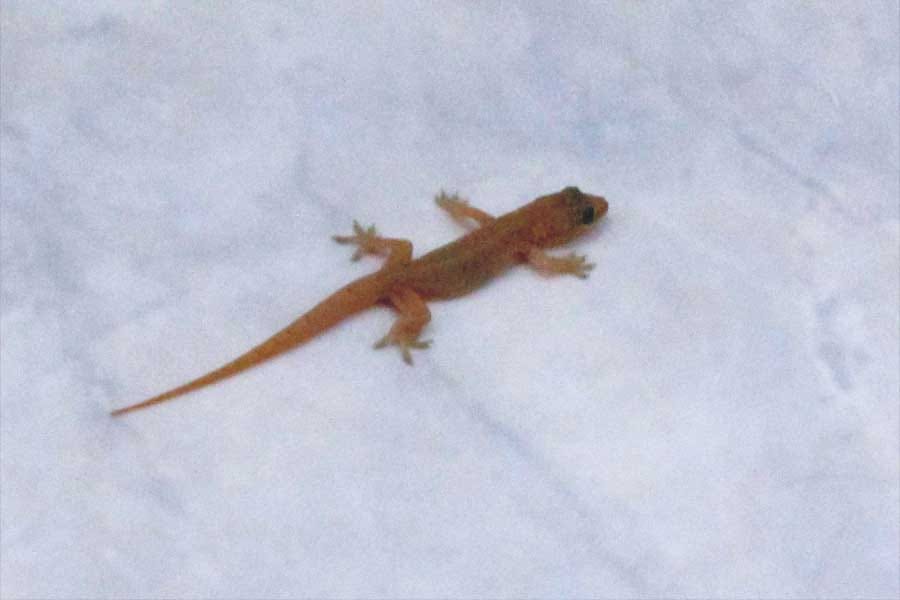 Shakun Shastra lizard falling on head chipkali ka girna if you see lizard