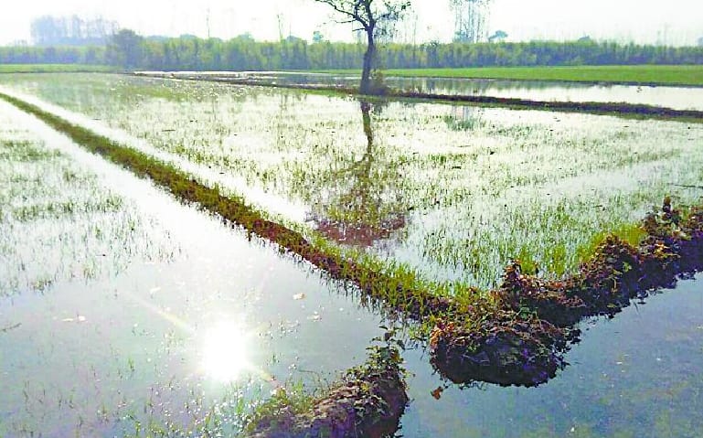Rjwaha broken, submerged crops