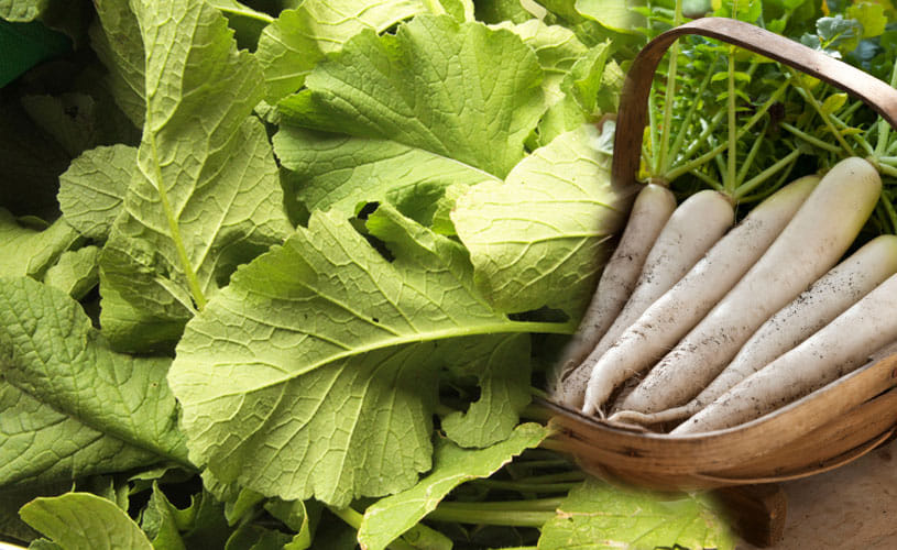 Benefits Of Radish Leaves