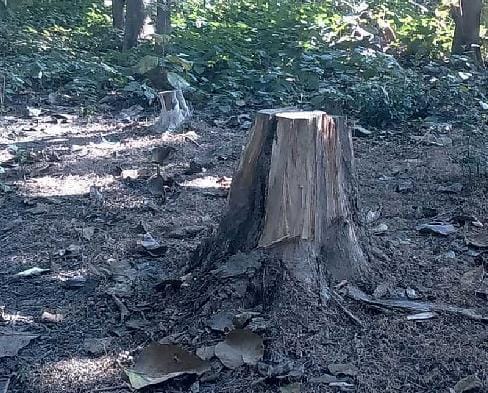 Ramnagar forest crime