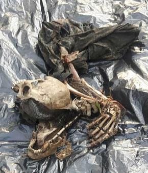 Skeleton found near Ramnagar