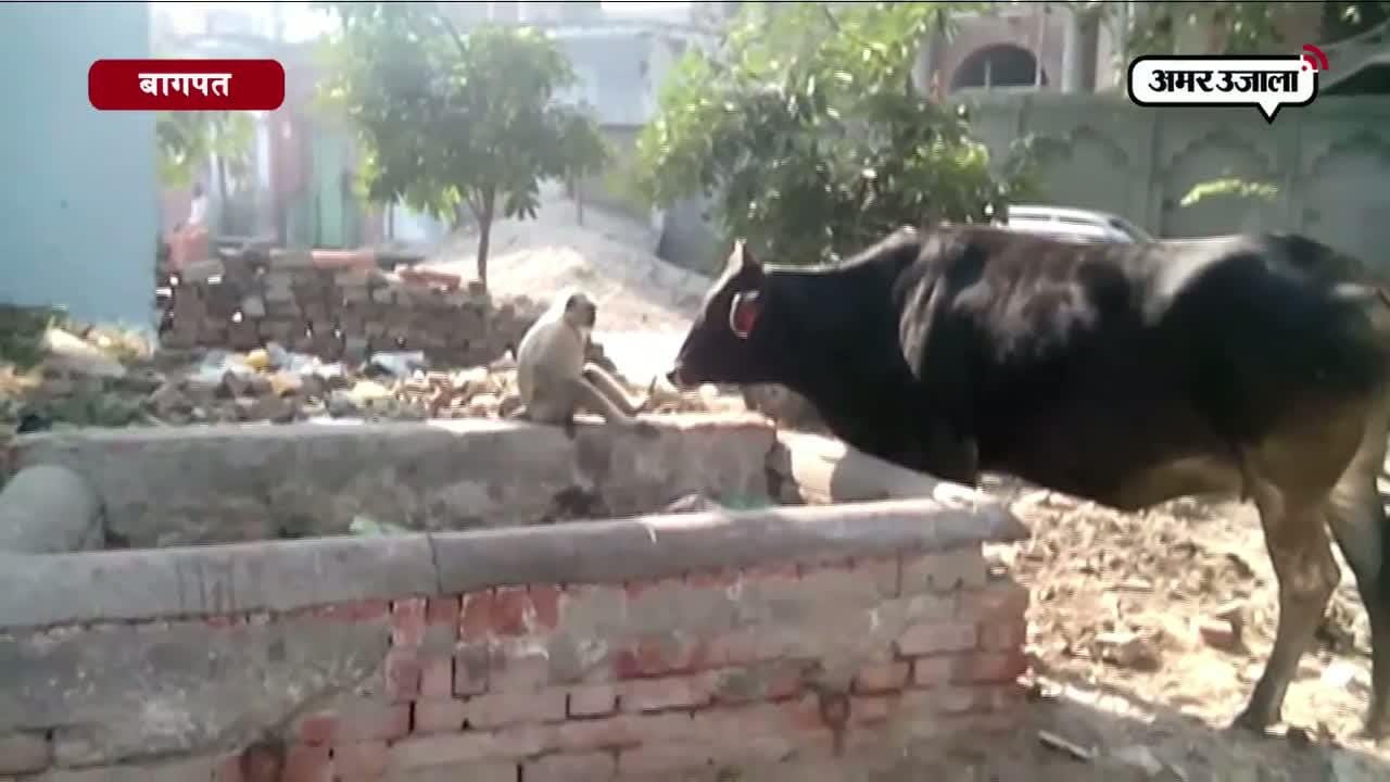  गाय और लंगूर की दोस्ती