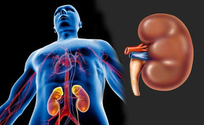 किडनी की बीमारियों के बारे में जानिए