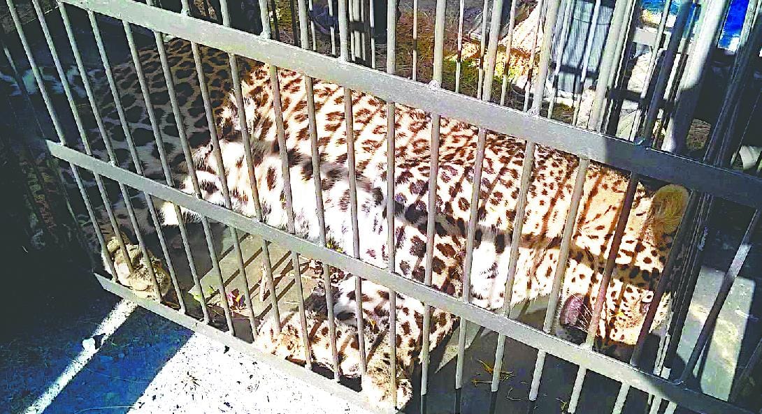 Leopard trapped in the fields Gerbadh