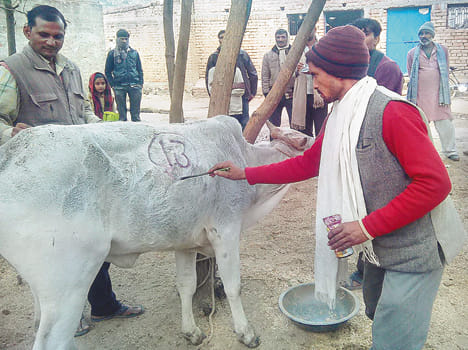story of Anna animals 