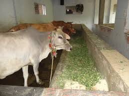 Notbandi also desecrated the Goshalaan