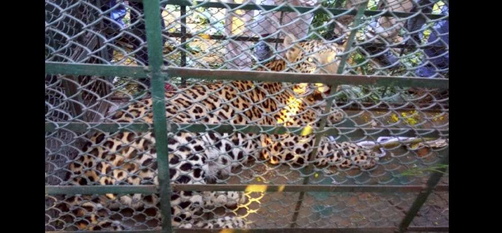 leopard captured in srinagar uttarakhand