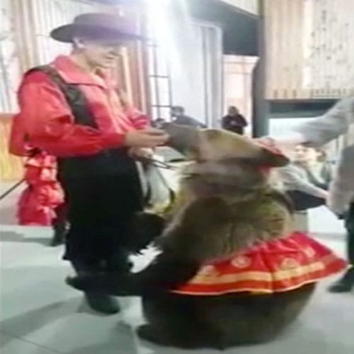 Bear attacks TV presenter and drags her to floor