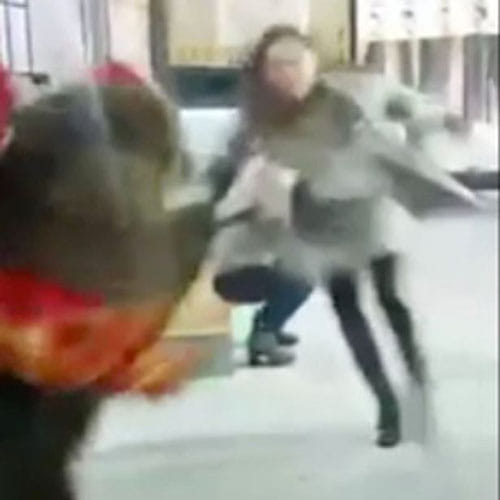 Bear attacks TV presenter and drags her to floor