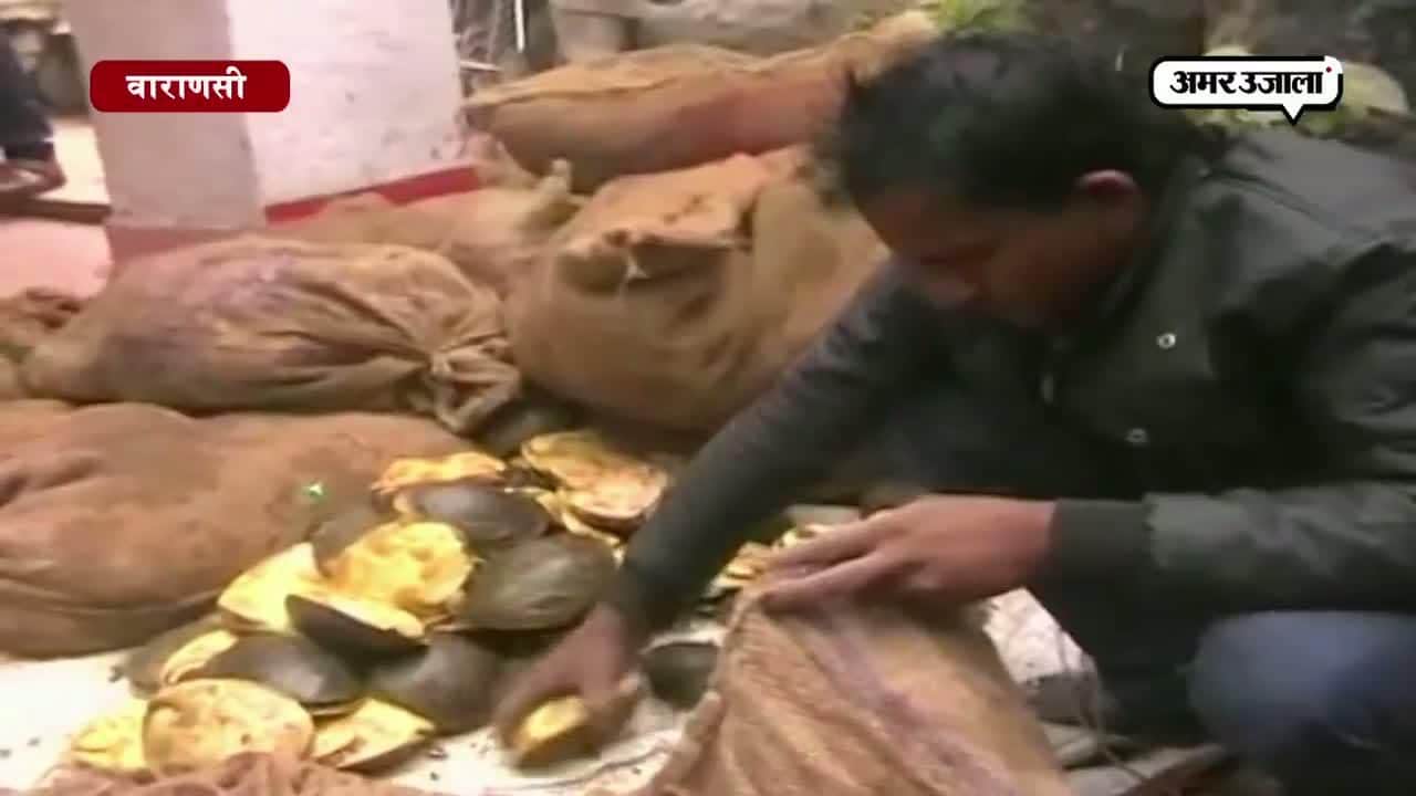 वाराणसी में 43 बोरों में मिले 1969 कछुएं, दबोचे गए दो तस्कर 