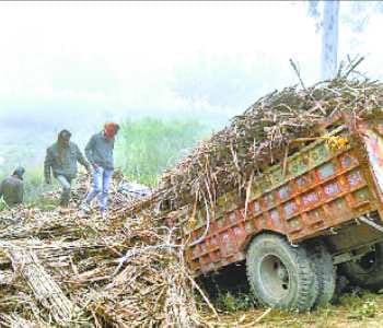Sugarcane loaded tractor-trolley upturned, farmer's death
