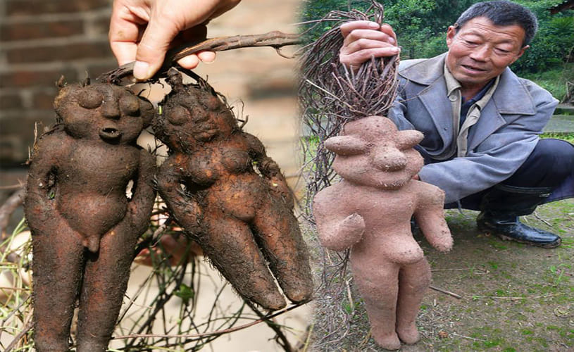 Human-shaped fleeceflower roots