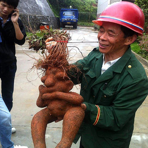 Human-shaped fleeceflower roots