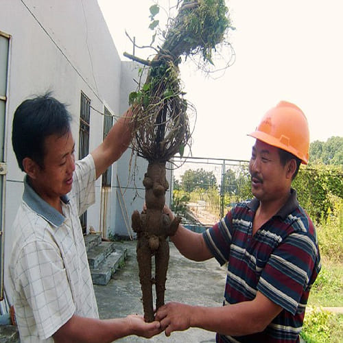 Human-shaped fleeceflower roots
