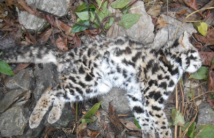 Understanding the body, those wild cats leopard cub