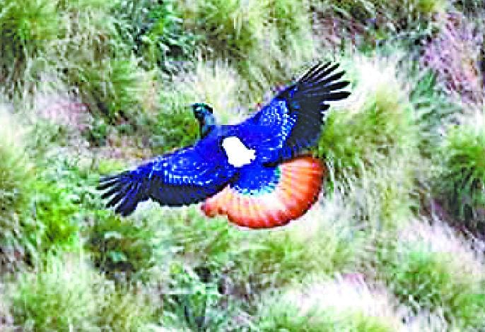 Monal beautiful bird landed in Bugyalon